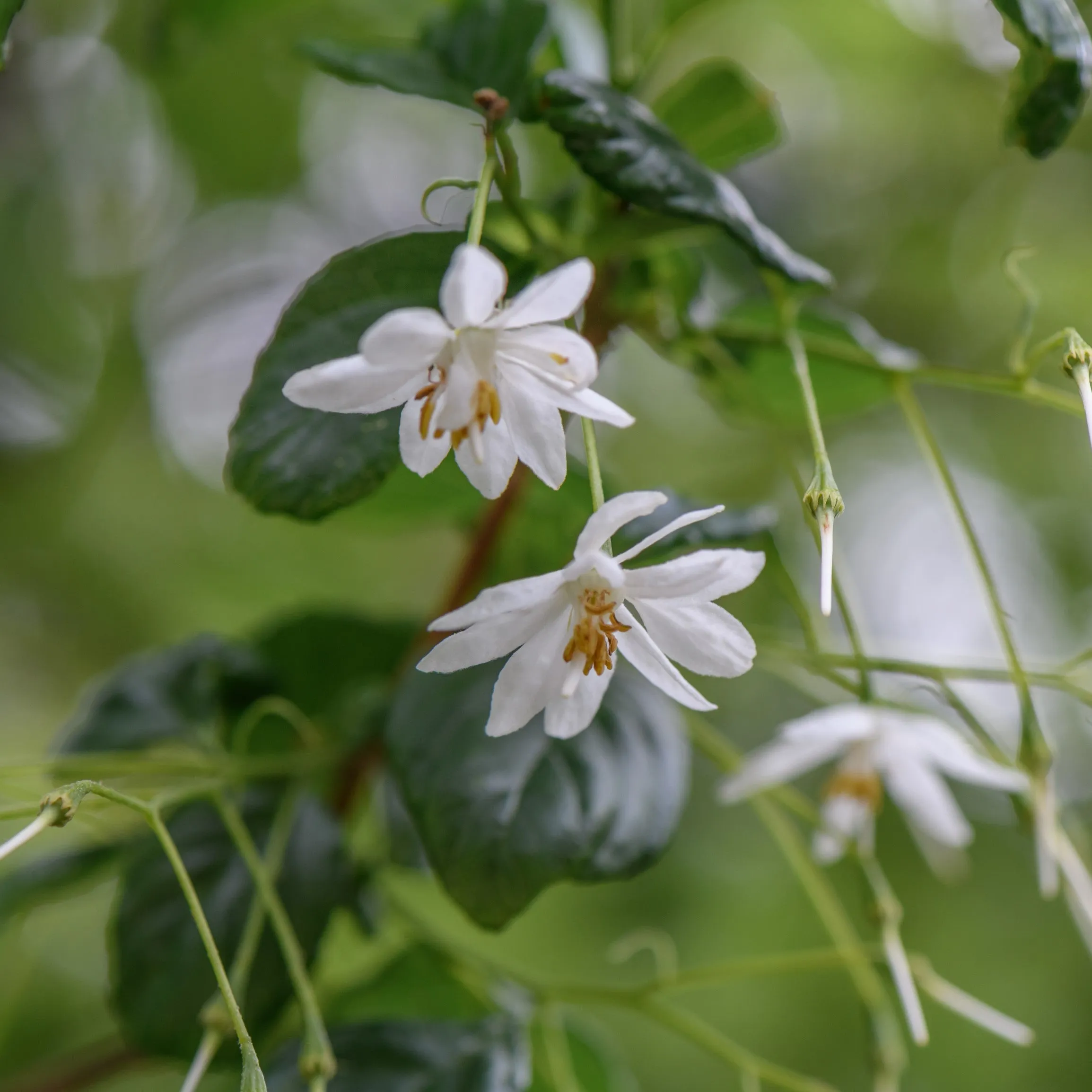 American Snowbell Tree