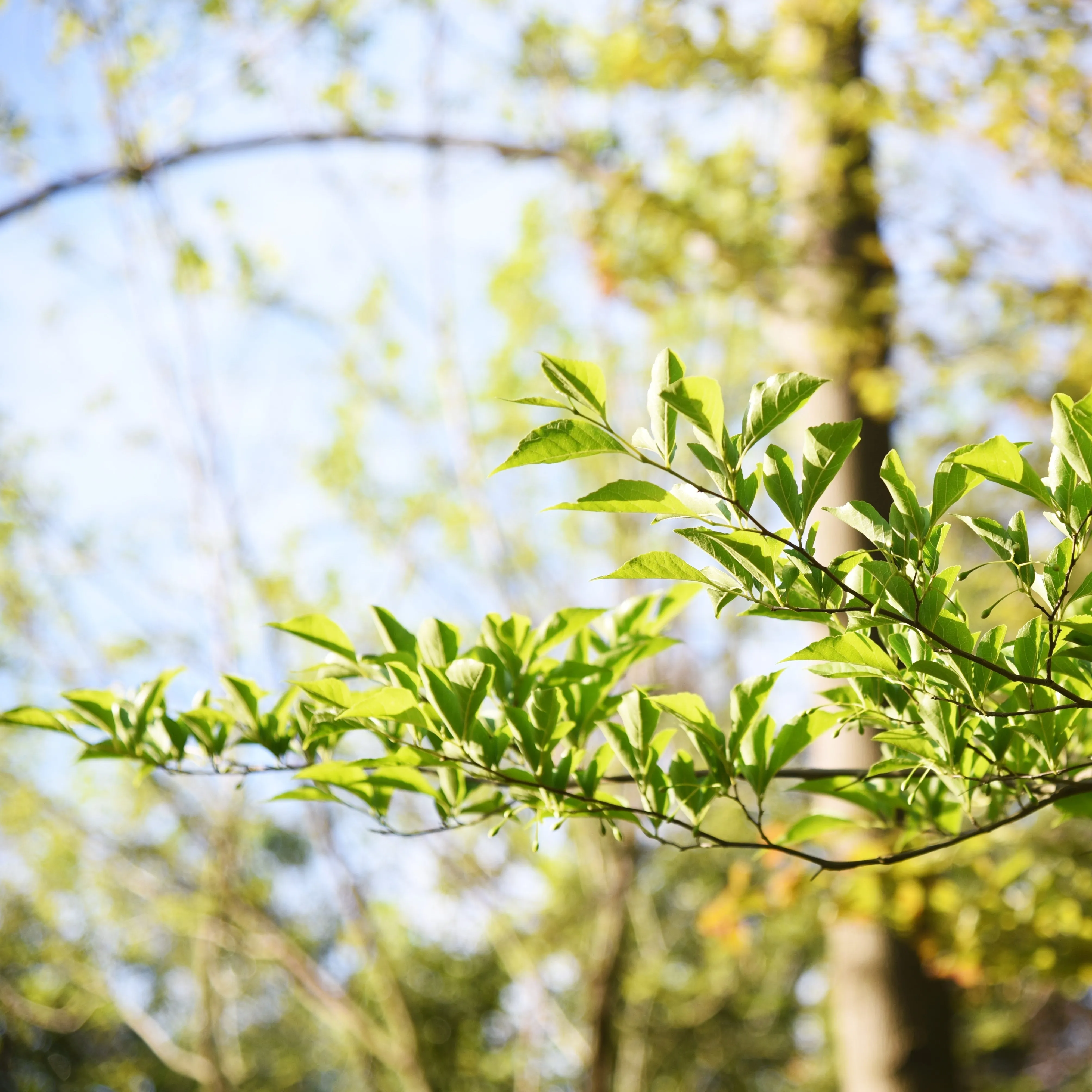 American Snowbell Tree