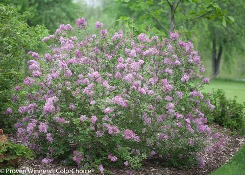 Bloomerang® Purple Reblooming Lilac