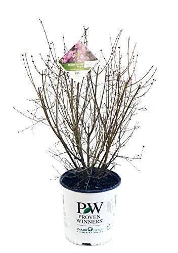 Bloomerang® Purple Reblooming Lilac