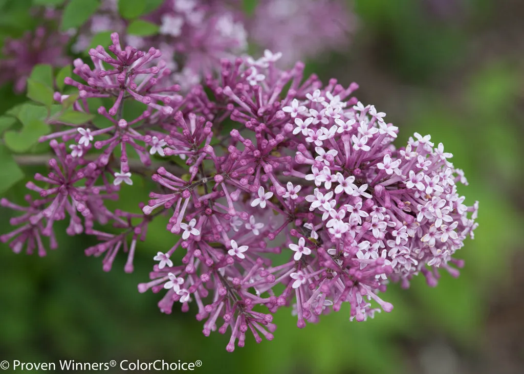 Bloomerang® Purple Reblooming Lilac