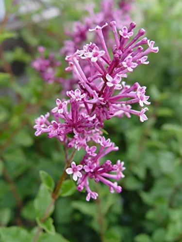 Bloomerang® Purple Reblooming Lilac