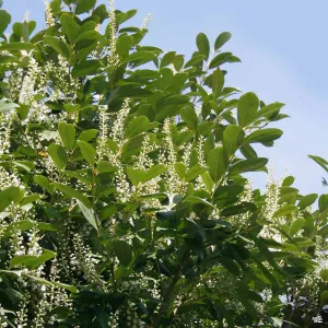 Carolina Cherry Laurel Standard Trunk