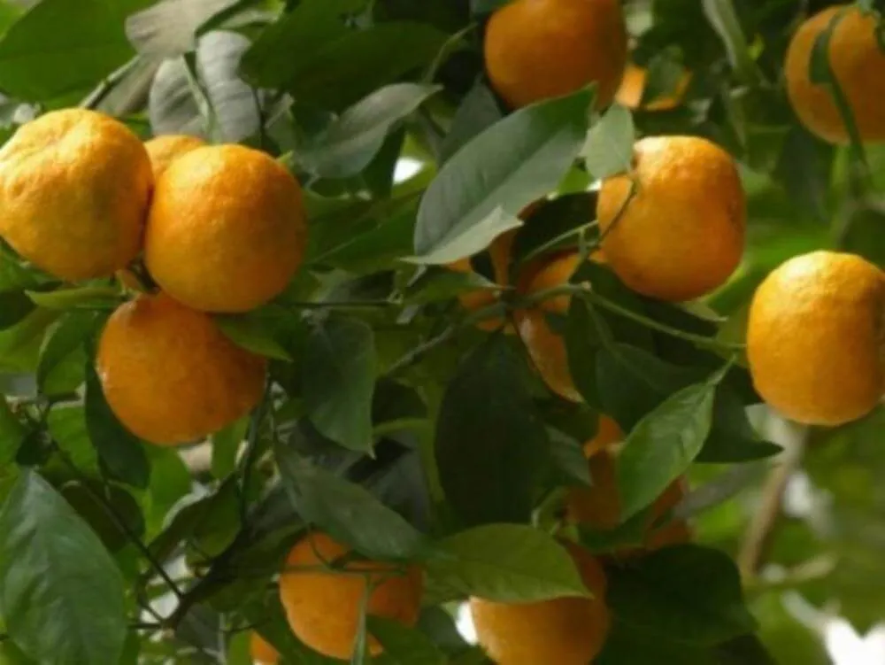 CITRUS ORANGE OR ORANGE TREE