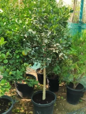 CITRUS ORANGE OR ORANGE TREE