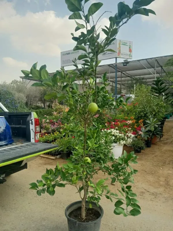 CITRUS ORANGE OR ORANGE TREE