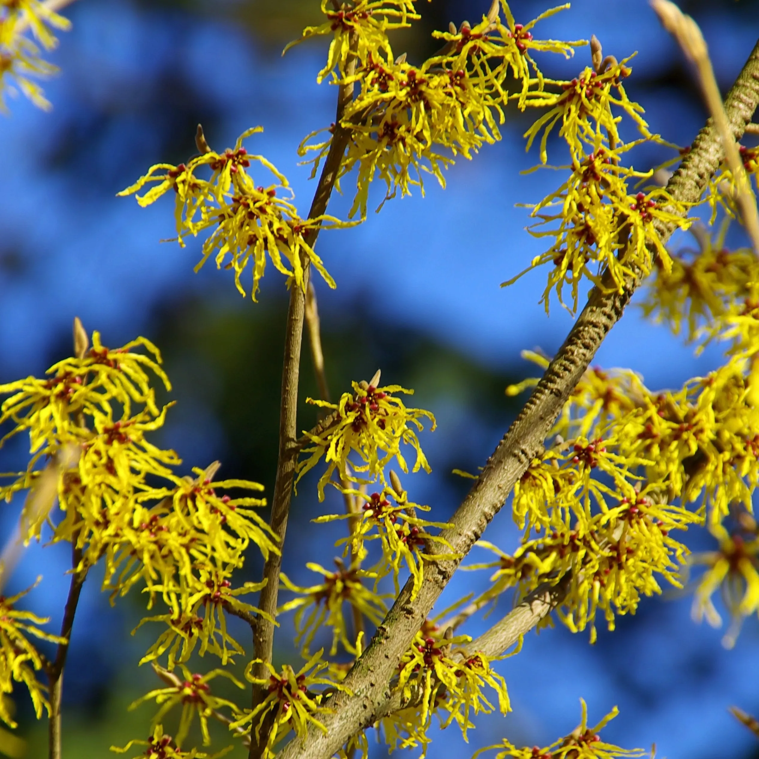 Common Witchhazel Shrub