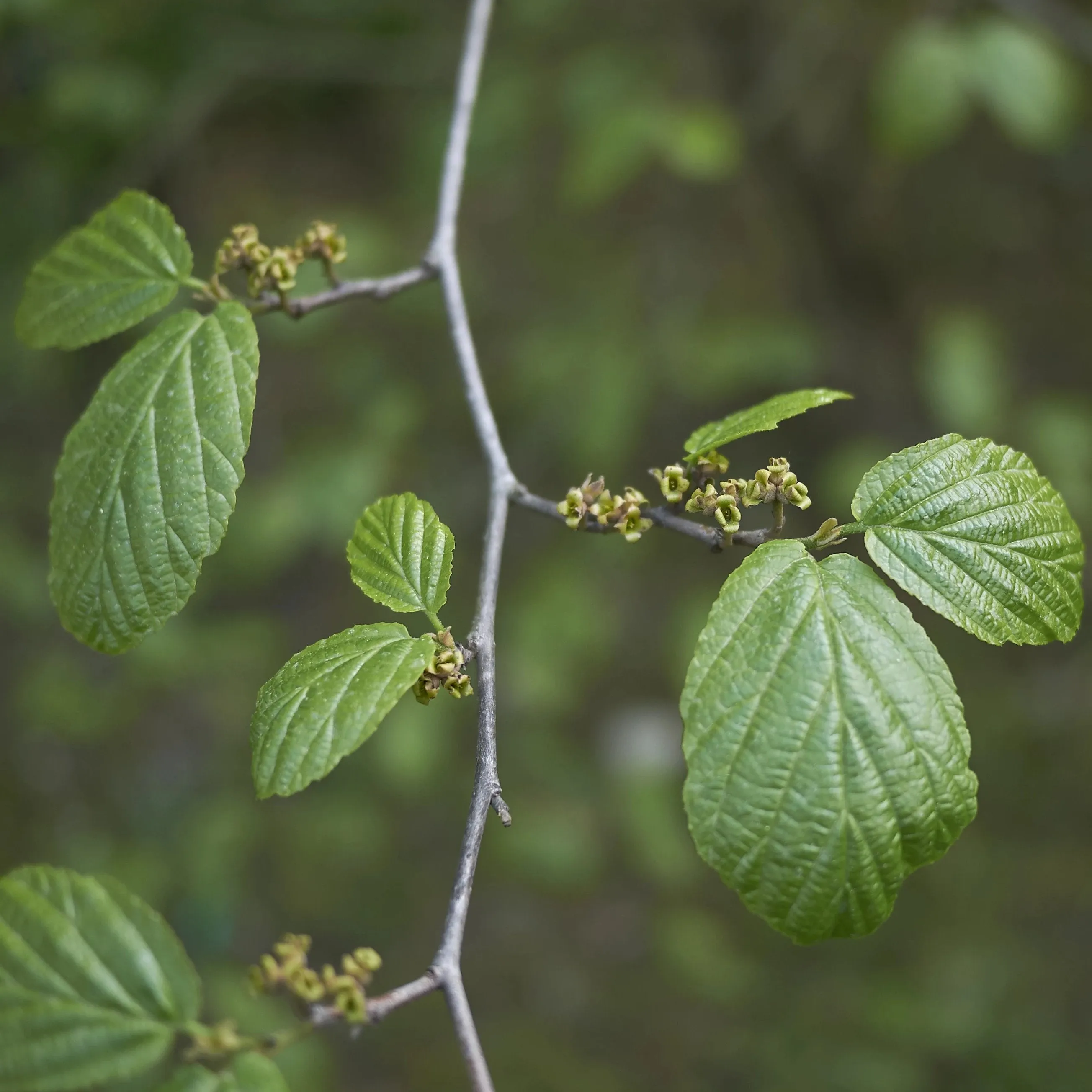 Common Witchhazel Shrub