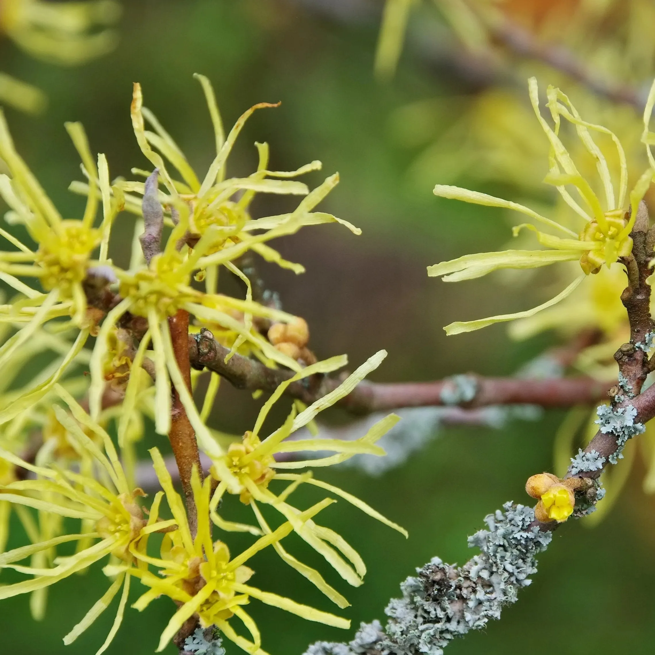 Common Witchhazel Shrub