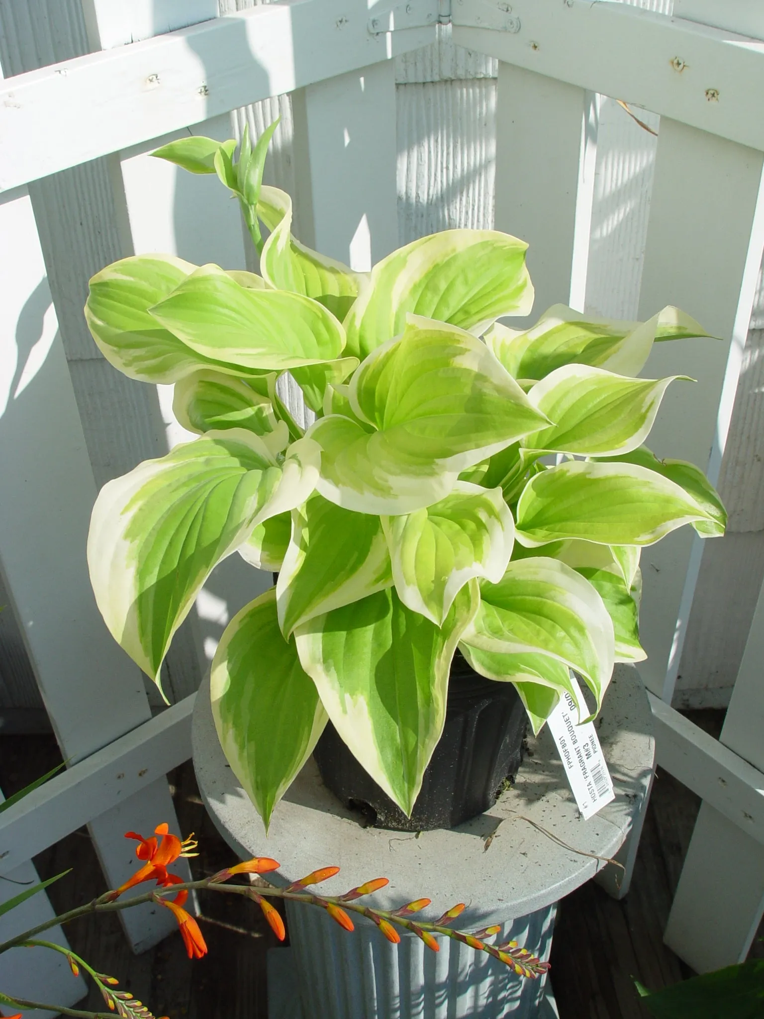 Fragrant Bouquet Hosta