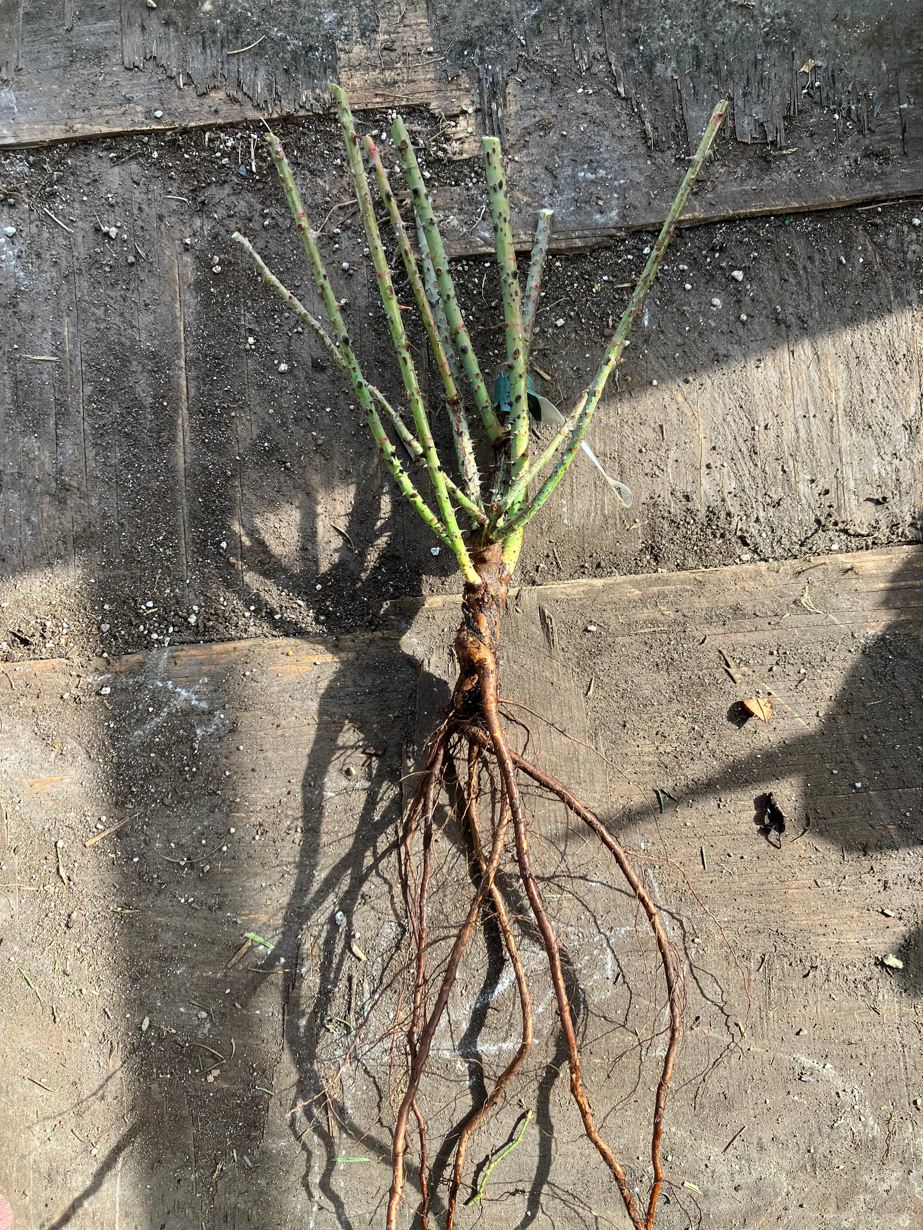 Gabriel Oak Rose (Bare Root)