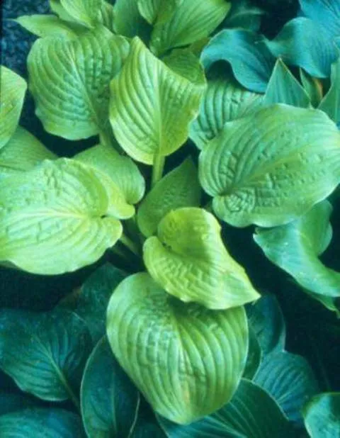 Honey Pie Hosta