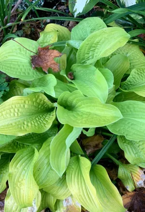 Honey Pie Hosta