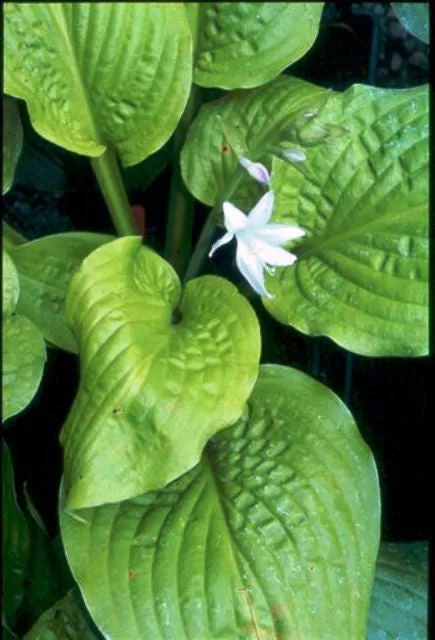 Honey Pie Hosta