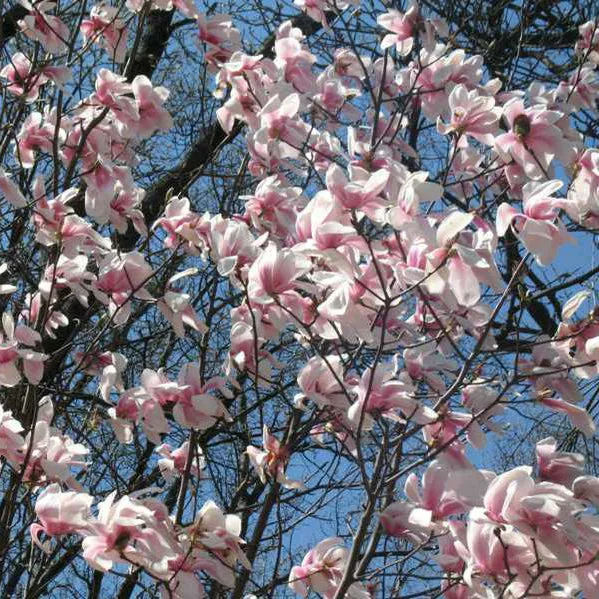 Legacy Hybrid Magnolia