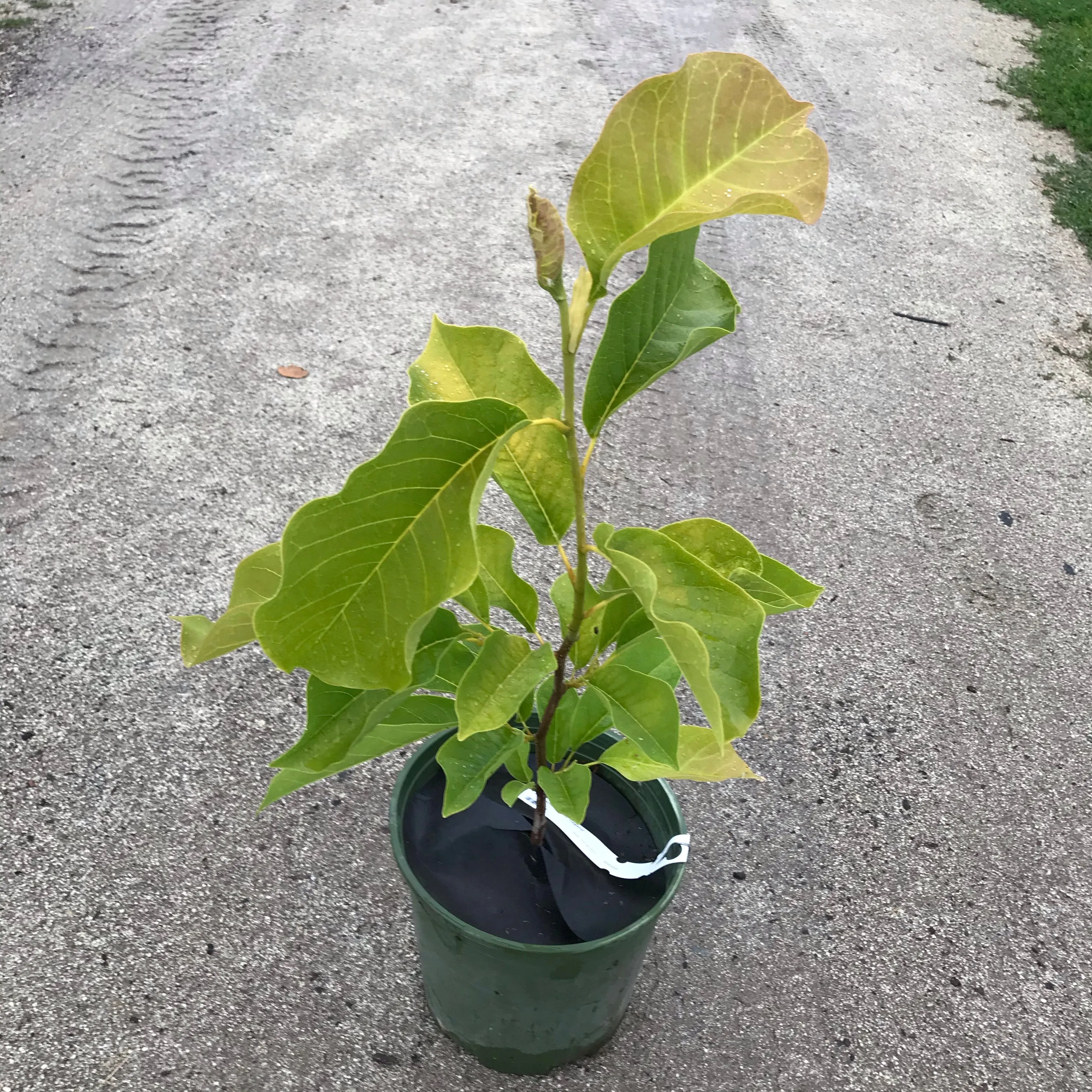 Legacy Hybrid Magnolia