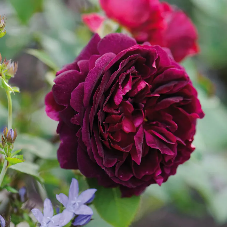 Munstead Wood Rose (Bare Root)