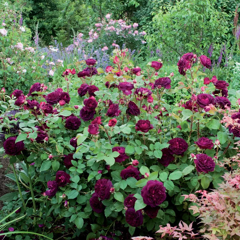 Munstead Wood Rose (Bare Root)