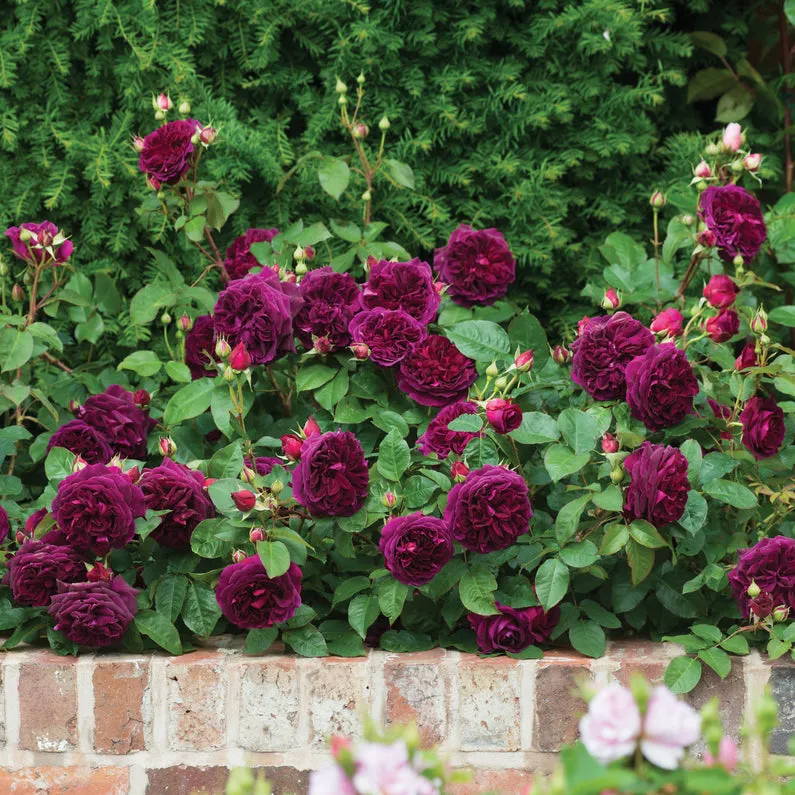 Munstead Wood Rose (Bare Root)