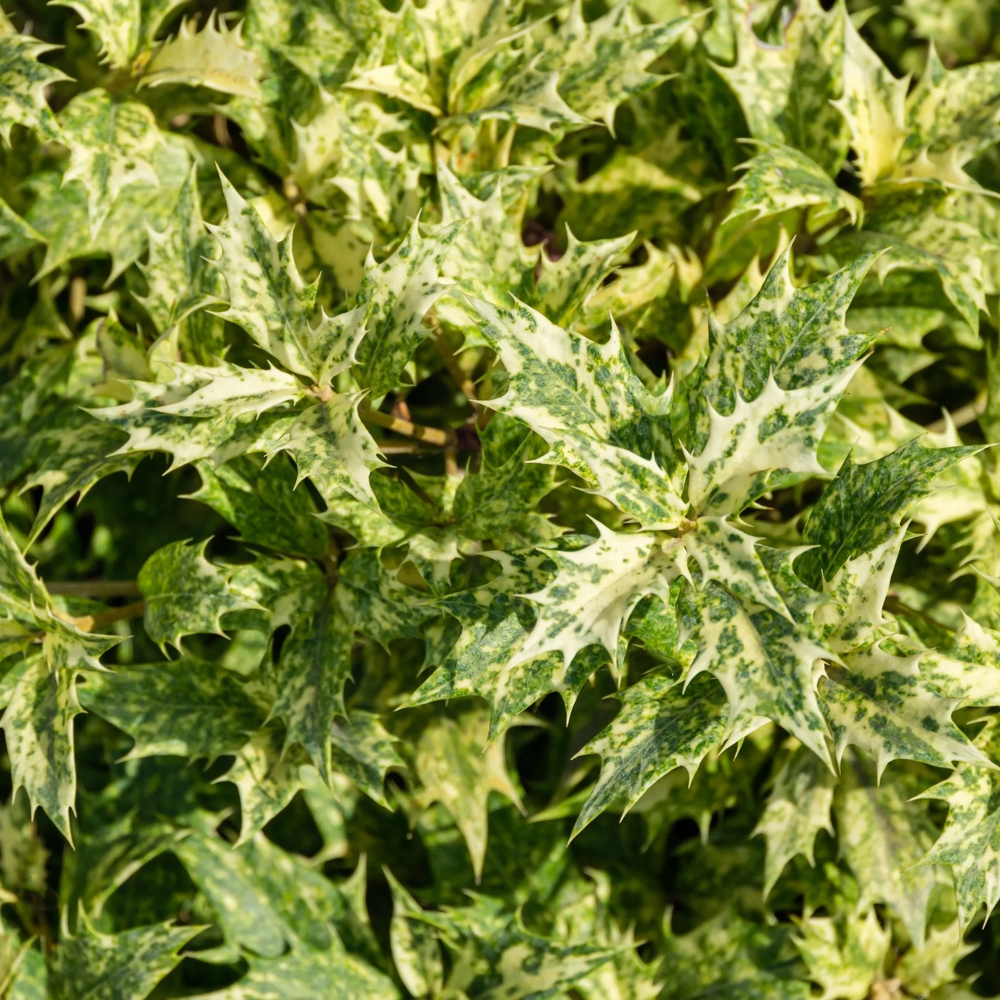 Osmanthus heterophyllus 'Tricolour' (False Holly)