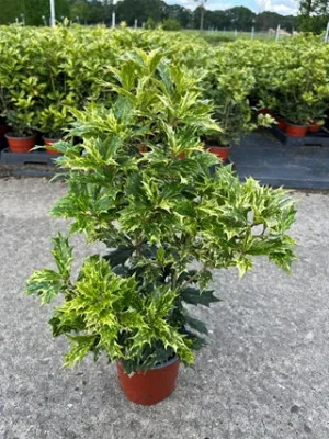 Osmanthus heterophyllus 'Tricolour' (False Holly)