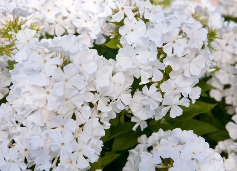 Phlox -white 4” pot