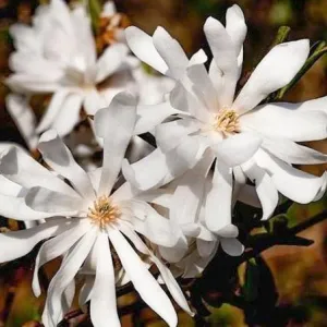 Royal Star Magnolia