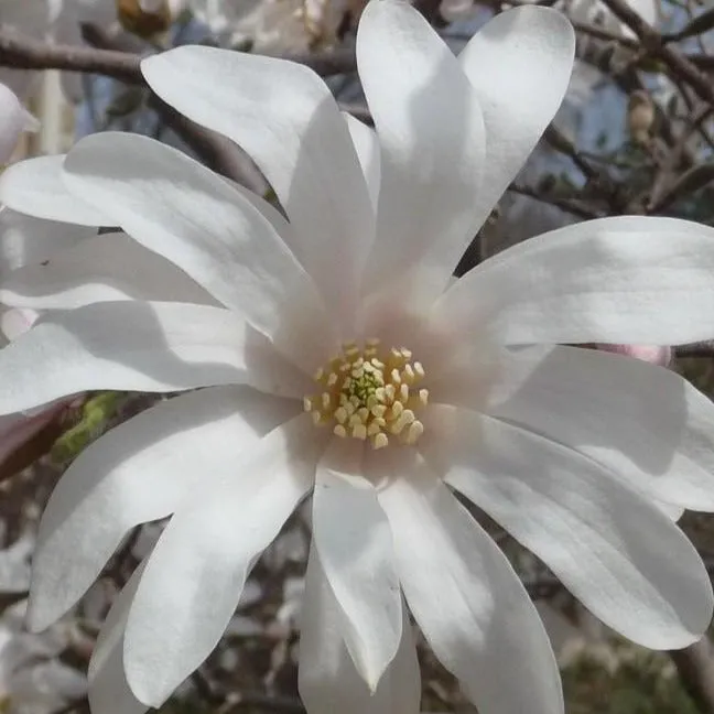 Royal Star Magnolia