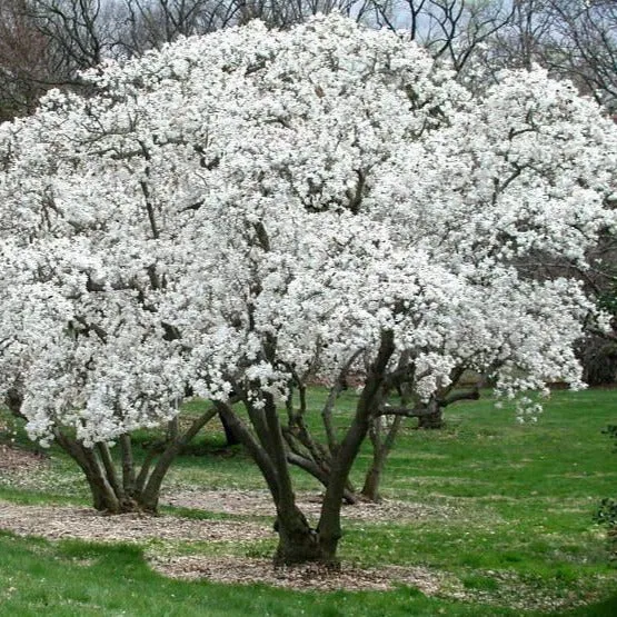 Royal Star Magnolia