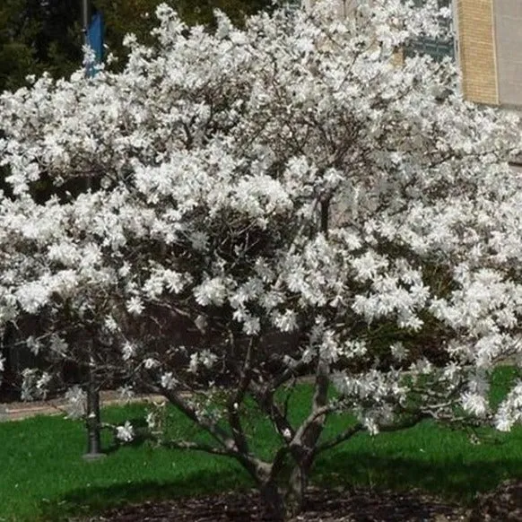 Royal Star Magnolia