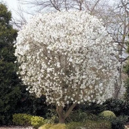 Royal Star Magnolia