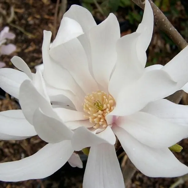 Royal Star Magnolia